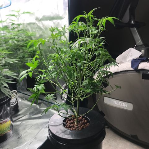 Thandie - Declared Male 7/23/2023 R.I.P growlog photo: Went with my gut and decided to Defoliate. 