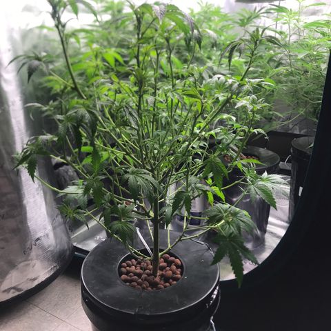 Thandie - Declared Male 7/23/2023 R.I.P growlog photo: Went with my gut and decided to Defoliate. 