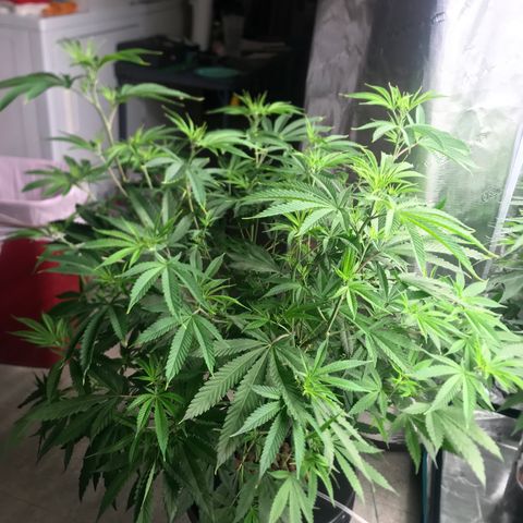 Molly growlog photo: Before/After Defoliation 