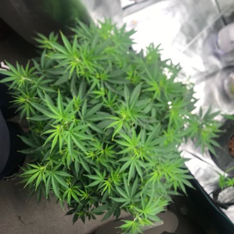 Janelle  growlog photo: Before Defoliation 
