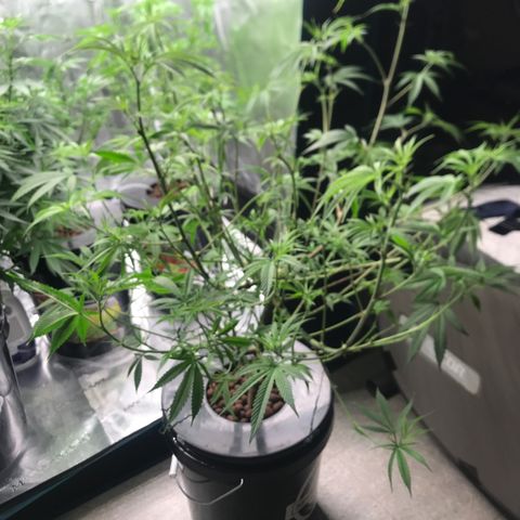 Molly growlog photo: Before/After Defoliation 