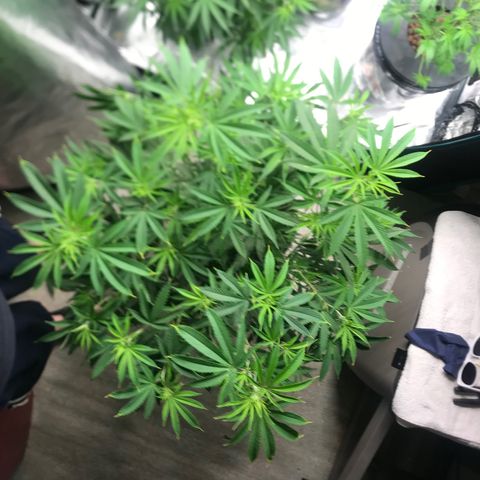 Molly growlog photo: Before/After Defoliation 