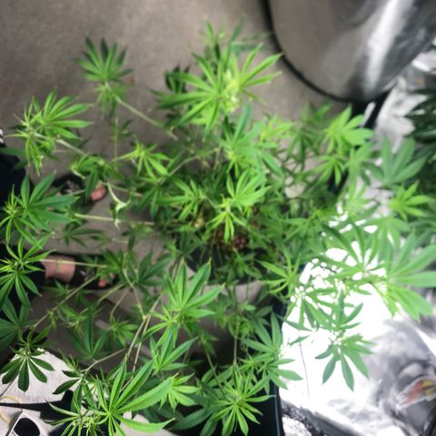 Molly growlog timeline photo