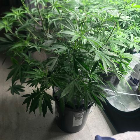 Molly growlog photo: Before/After Defoliation 