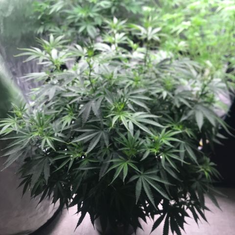 Janelle  growlog photo: Before Defoliation 