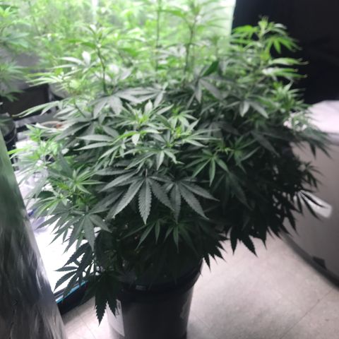 Janelle  growlog photo: Before Defoliation 