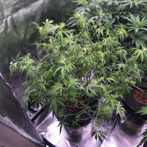 Janelle  growlog photo: After Defoliation 