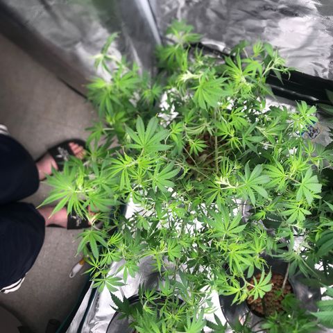 Janelle  growlog photo: After Defoliation 