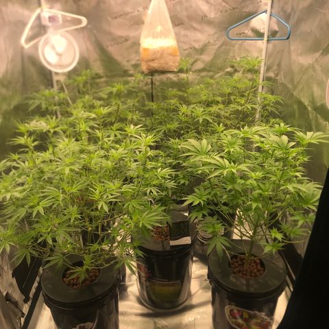 Brooke Hermied 8/8 Moved Outdoors growlog photo: After first Flower Defoliation, will do another in about 3 weeks 