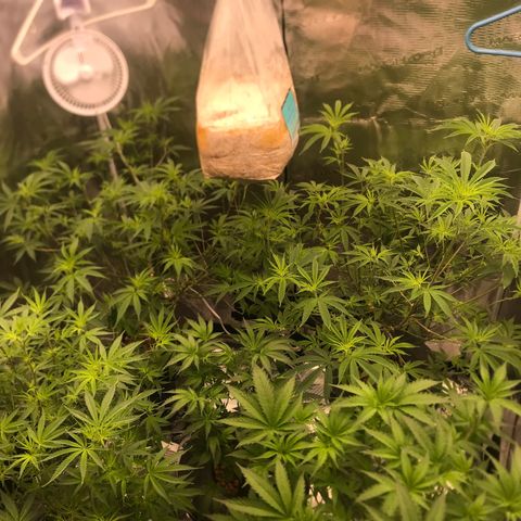 Brooke Hermied 8/8 Moved Outdoors growlog photo: After first Flower Defoliation, will do another in about 3 weeks 