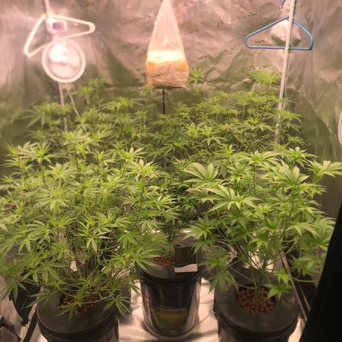 Brooke Hermied 8/8 Moved Outdoors growlog photo: After first Flower Defoliation, will do another in about 3 weeks 