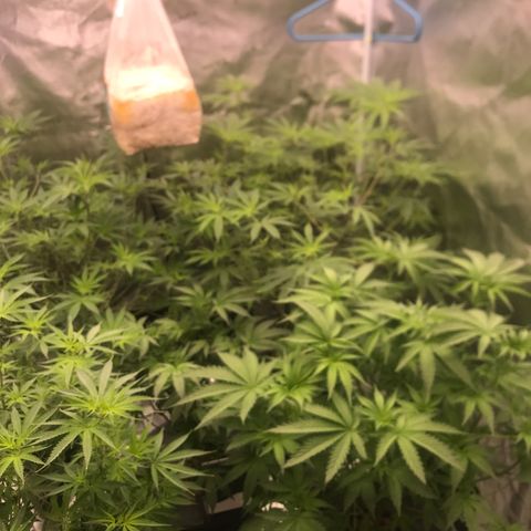 Brooke Hermied 8/8 Moved Outdoors growlog photo: Quick update, all seem to be bouncing back nicely after defoliation, I will have to do something to keep the canopy from getting too close to the lights. 