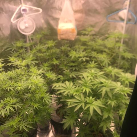 Brooke Hermied 8/8 Moved Outdoors growlog photo: Quick update, all seem to be bouncing back nicely after defoliation, I will have to do something to keep the canopy from getting too close to the lights. 