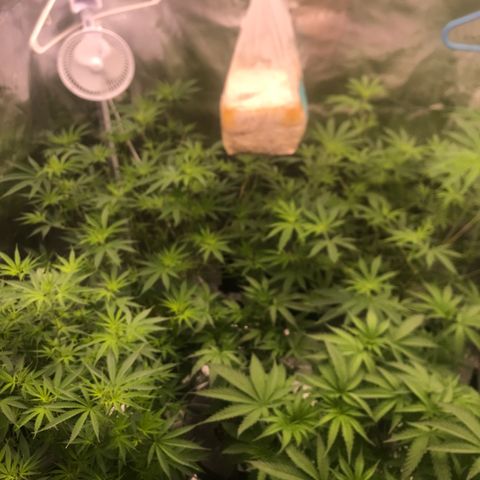 Brooke Hermied 8/8 Moved Outdoors growlog photo: Quick update, all seem to be bouncing back nicely after defoliation, I will have to do something to keep the canopy from getting too close to the lights. 