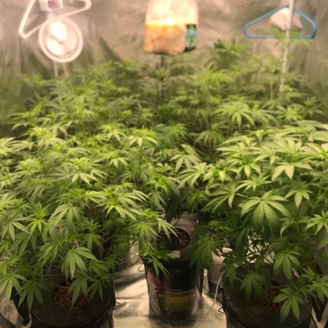 Brooke Hermied 8/8 Moved Outdoors growlog photo: Nutrient Swap Day Day 1 week 2 12/12 light cycle 