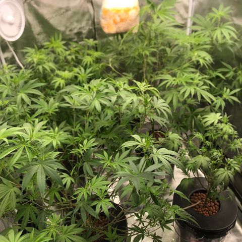 Brooke Hermied 8/8 Moved Outdoors growlog photo: Cleaned them up a bit, hopefully I don’t go overboard on the runt. 