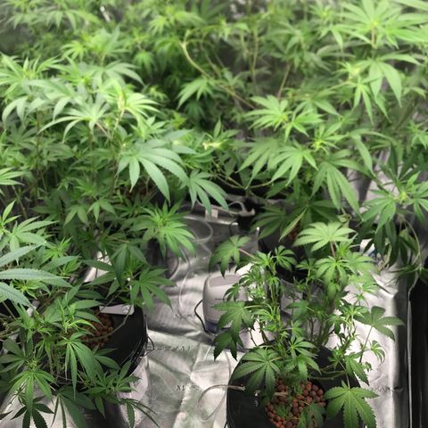 Brooke Hermied 8/8 Moved Outdoors growlog photo: Cleaned them up a bit, hopefully I don’t go overboard on the runt. 