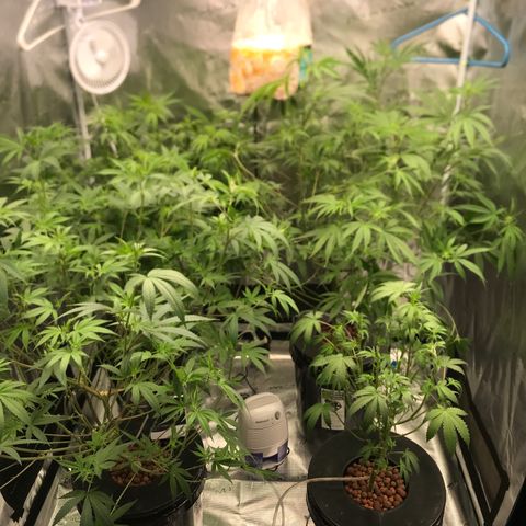Brooke Hermied 8/8 Moved Outdoors growlog photo: Cleaned them up a bit, hopefully I don’t go overboard on the runt. 