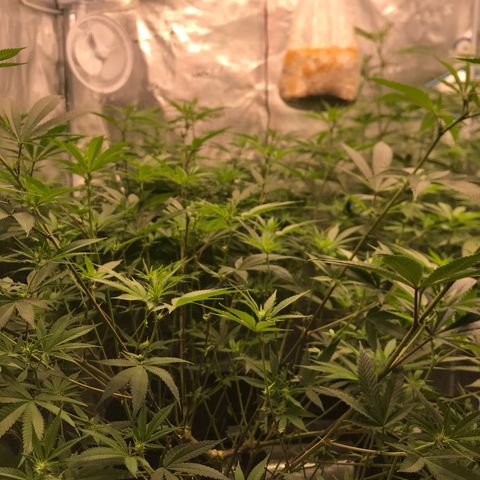Nikki growlog photo: Needed to even out her canopy so I made this around the base in order to do some late LST without restricting my ability to get in and move around the pot to clean and swap nutrients. 