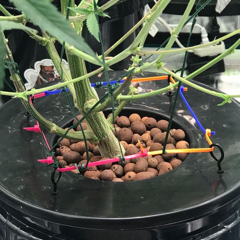 Nikki growlog photo: Needed to even out her canopy so I made this around the base in order to do some late LST without restricting my ability to get in and move around the pot to clean and swap nutrients. 