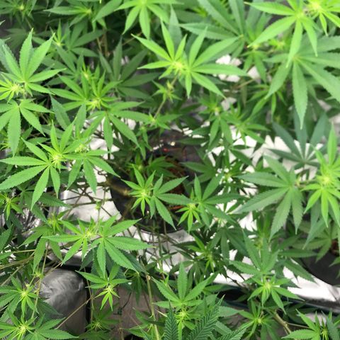 Nikki growlog photo: Needed to even out her canopy so I made this around the base in order to do some late LST without restricting my ability to get in and move around the pot to clean and swap nutrients. 