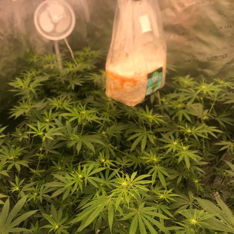 Brooke Hermied 8/8 Moved Outdoors growlog photo: A quick update 