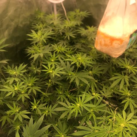 Brooke Hermied 8/8 Moved Outdoors growlog photo: A quick update 