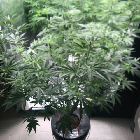 Nikki growlog photo: Week 3 12/12 Light Schedule