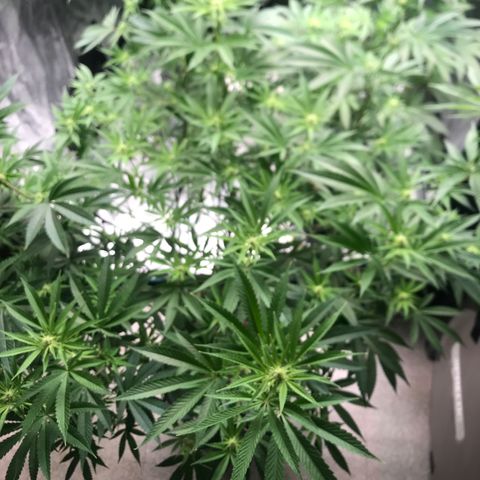Nikki growlog photo: Week 3 12/12 Light Schedule