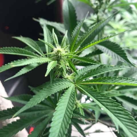 Nikki growlog photo: Week 3 12/12 Light Schedule
