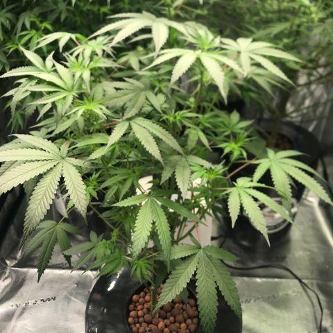 Brooke Hermied 8/8 Moved Outdoors growlog photo: Week 3 of flower, She’s a bit behind. 