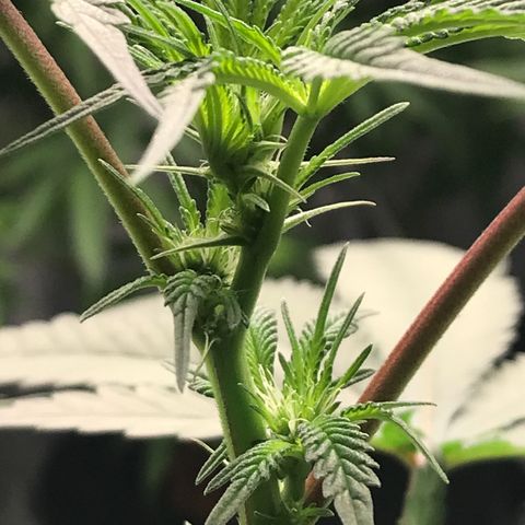 Brooke Hermied 8/8 Moved Outdoors growlog photo: Week 3 of flower, She’s a bit behind. 