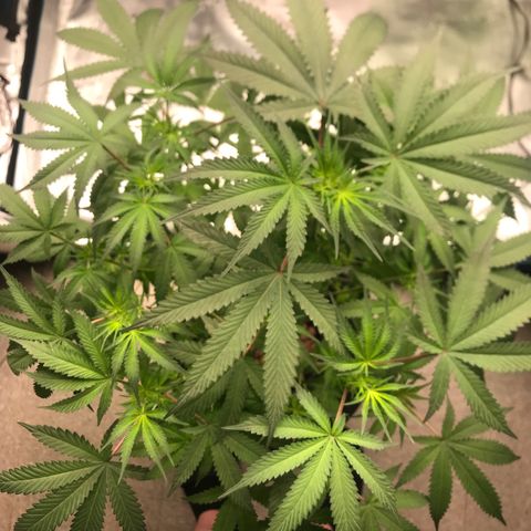 Brooke Hermied 8/8 Moved Outdoors growlog photo: Week 3 of flower, She’s a bit behind. 