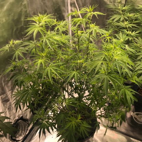 Janelle  growlog photo: Week 3 Flower, Had to trim a bunch of fan leaves to try and jump start bud production 