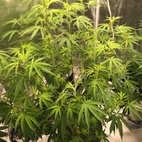 Janelle  growlog photo: Week 3 Flower, Had to trim a bunch of fan leaves to try and jump start bud production 