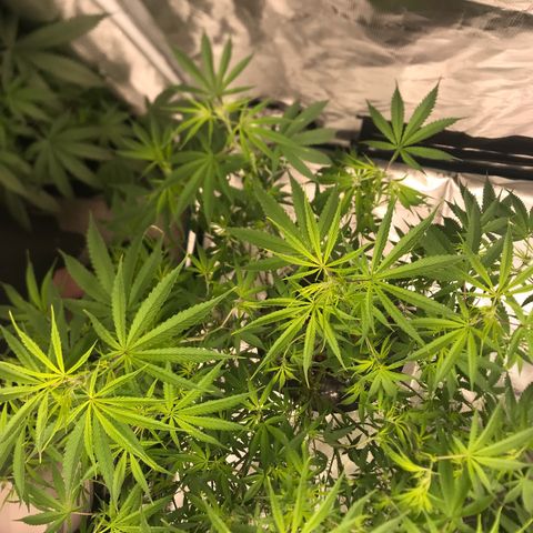 Janelle  growlog photo: Week 3 Flower, Had to trim a bunch of fan leaves to try and jump start bud production 