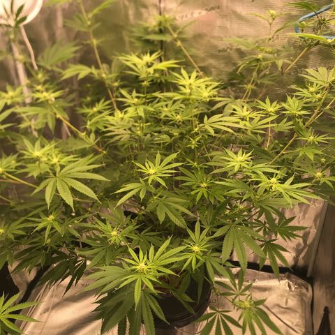 Molly growlog photo: Week 3 12/12 light schedule and she’s growing 