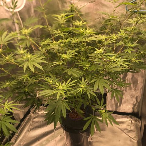 Molly growlog photo: Week 3 12/12 light schedule and she’s growing 