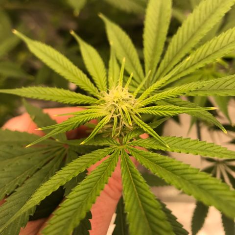 Molly growlog photo: Week 3 12/12 light schedule and she’s growing 