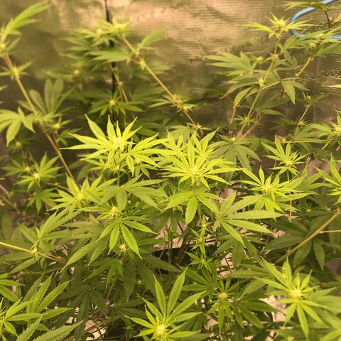 Molly growlog photo: Week 3 12/12 light schedule and she’s growing 
