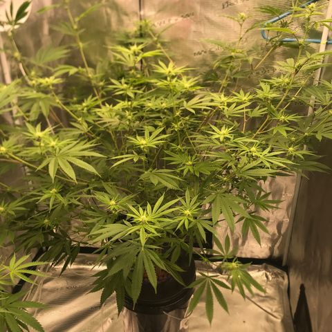 Molly growlog timeline photo