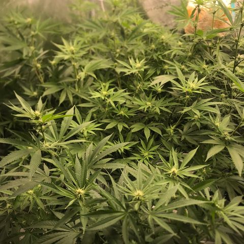 Brooke Hermied 8/8 Moved Outdoors growlog photo: I’d like to get the canopy a bit more evened out, but they are looking good, Have finally confirmed they are all female. 