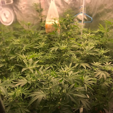 Brooke Hermied 8/8 Moved Outdoors growlog photo: I’d like to get the canopy a bit more evened out, but they are looking good, Have finally confirmed they are all female. 