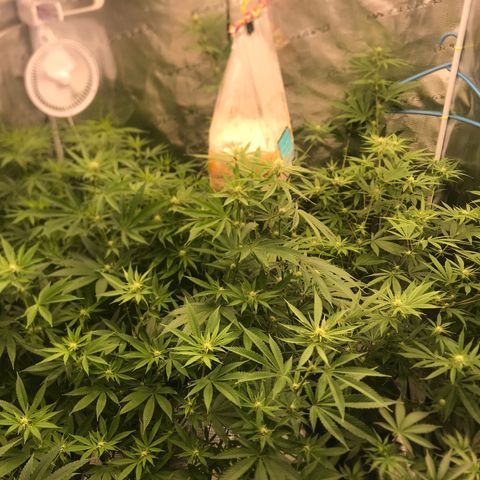 Brooke Hermied 8/8 Moved Outdoors growlog photo: I’d like to get the canopy a bit more evened out, but they are looking good, Have finally confirmed they are all female. 