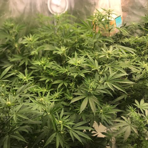 Brooke Hermied 8/8 Moved Outdoors growlog photo: I’d like to get the canopy a bit more evened out, but they are looking good, Have finally confirmed they are all female. 