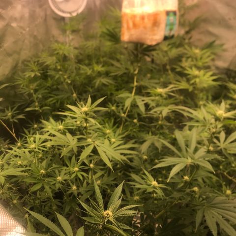 Brooke Hermied 8/8 Moved Outdoors growlog photo: All have started to flower, 2 of them are much further behind than the others. I’m assuming it’s just the different rates different strains grow at, swapping nutrients to start week 4 of flower tomorrow. 