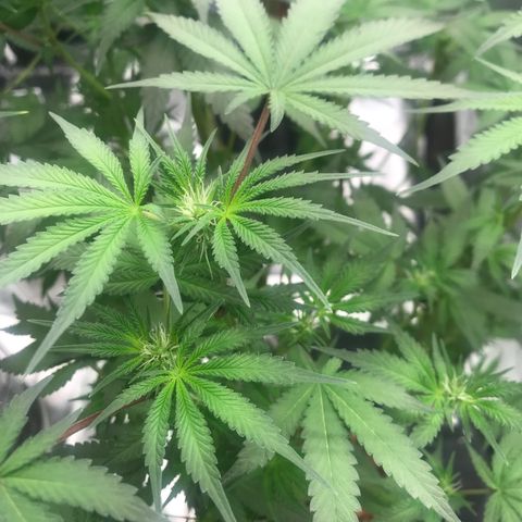Brooke Hermied 8/8 Moved Outdoors growlog photo: All have started to flower, 2 of them are much further behind than the others. I’m assuming it’s just the different rates different strains grow at, swapping nutrients to start week 4 of flower tomorrow. 