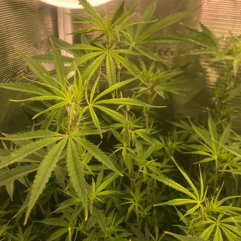 Brooke Hermied 8/8 Moved Outdoors growlog photo: All have started to flower, 2 of them are much further behind than the others. I’m assuming it’s just the different rates different strains grow at, swapping nutrients to start week 4 of flower tomorrow. 