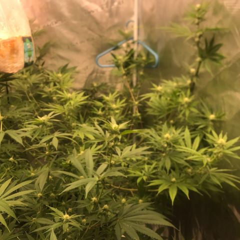 Brooke Hermied 8/8 Moved Outdoors growlog photo: All have started to flower, 2 of them are much further behind than the others. I’m assuming it’s just the different rates different strains grow at, swapping nutrients to start week 4 of flower tomorrow. 