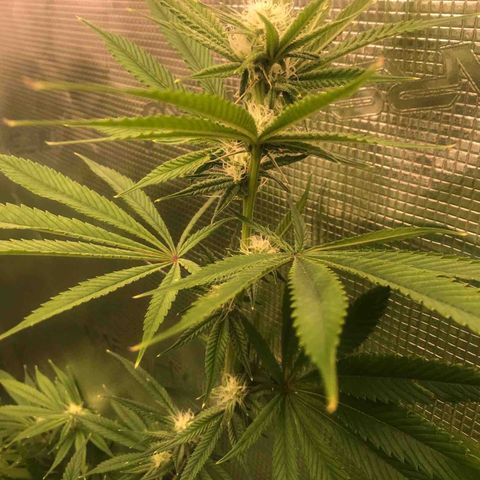 Molly growlog timeline photo
